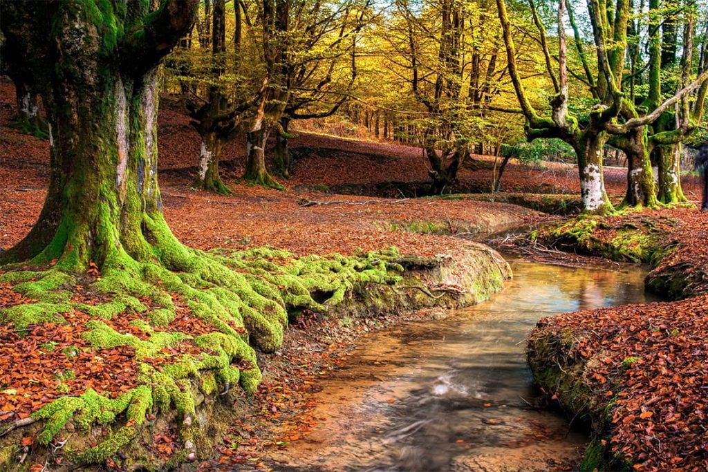 Hayedos y cimas vascas – Anboto, Orisol, Otzarreta y Altube